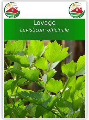 CYBEXIS VXI-53 - Lovage (Levisticum officinale) - (2250 Seeds) Seed(2250 per packet)