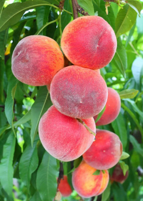 Aywal Peach Fruit Seed(5 per packet)