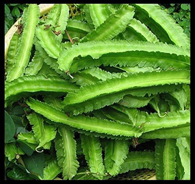 CRGO BEANS Seed(20 per packet)