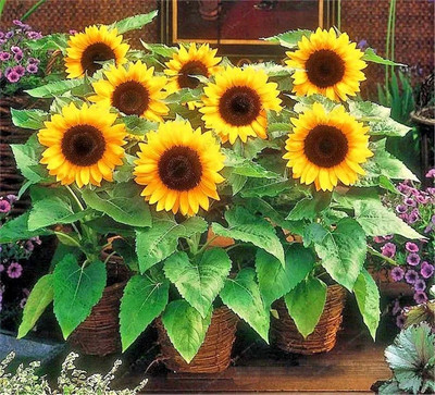 Dasstore MINI SUNFLOWER SEED Seed(12 per packet)