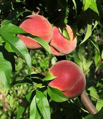 ACCELCROP Peach Dry Fruit Tree Seed(6 per packet)