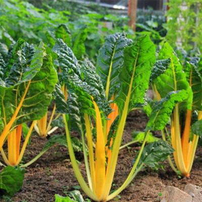 CYBEXIS Organic Swiss Chard Seeds2000 Seeds Seed(2000 per packet)