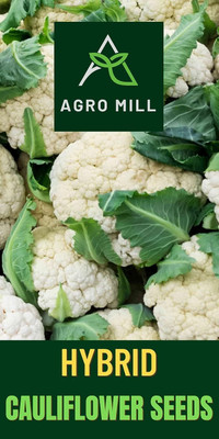 WILLVINE NKR -I Hybrid Fremont Cauliflower [100g, 30000 Seeds] Seed(30000 per packet)