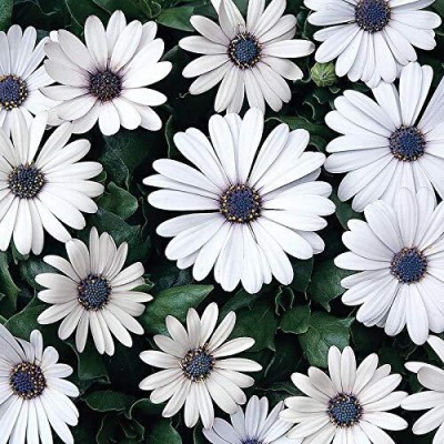 Lorvox Dimorphoteca, White African Daisy, Cape Marigold, Cape Daisy, Rain Daisy Seed(30 per packet)