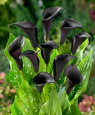 Audbhidhi Calla Lily Bulb Winter Flower Plant Seed(10 per packet)