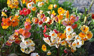 Aywal Nemesia Double Mixed Hybrid Imported Flower Seed(30 per packet)