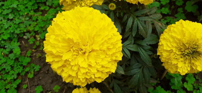 Profound marigold/gende ka phool flower seeds Seed(50 per packet)