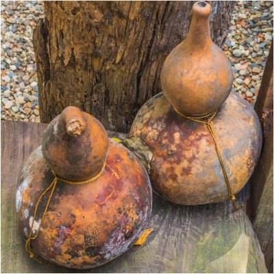 VibeX KGF -37 - Ornamental Birdhouse Bottle Gourd - (300 Seeds) Seed(300 per packet)