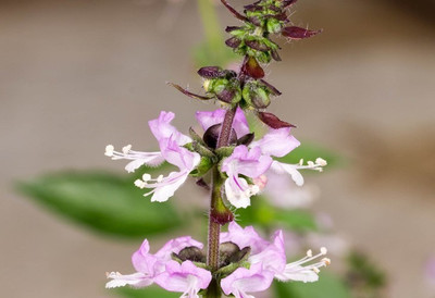 WILLVINE GBPUT-4 Thai Basil 'Queenette' Seed(2000 per packet)