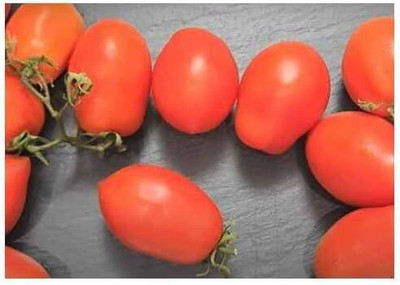 Biosnyg Fast Growing Super Roma VF Tomato Seeds For Kitchen Gardening - (2000 Seeds) Seed(2000 per packet)