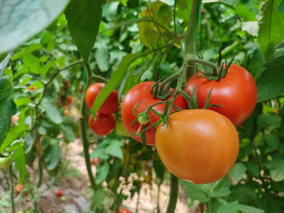 KLARKEE tomato Seed(110 per packet)