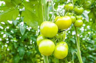 ACCELCROP tomato Seed(85 per packet)