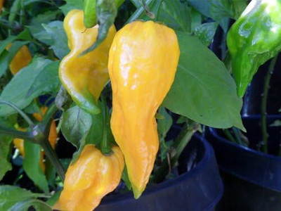 KNESSiN Easy to Grow Yellow Ghost Pepper Seeds for Terrace Gardening-(1200 Seeds) Seed(1200 per packet)