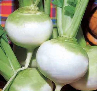 MYLAWN Green/White Organic Shalgam,Turnip Seed(800 per packet)