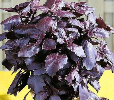 Glance BASIL RED Ocimum basilicum purpurascens Seed(120 per packet)