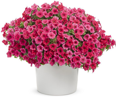 Quentova Red Paradise Petunia hybrid-CIAR-7U Seed(100 per packet)