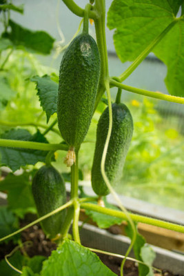 AFARTIOBINA 50 PCS CUCUMBER SEEDS Seed(50 per packet)