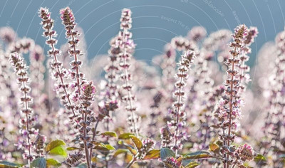 Qualtivate VVI-7 American Basil Seeds Seed(1000 per packet)