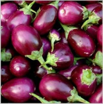 UGRA Brinjal Round Purple Seed(200 per packet)