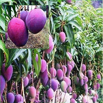 ibains Mango plant seed Seed(1 per packet)