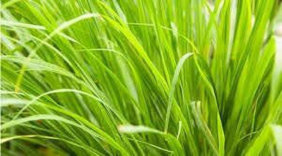 Aywal Lemon Grass Herbs seeds for home garden Seed(125 per packet)