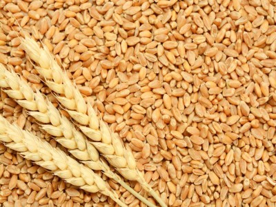 KNESSiN Tejas Hi - 8759 Wheat For Farming Or Agriculture-{4000 Seeds} Seed(4000 per packet)