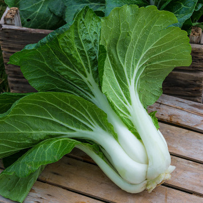 Arshiayat Pak Choi Vegetable Seeds 186 Seed(186 per packet)
