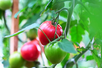 clause tomato Seed(135 per packet)