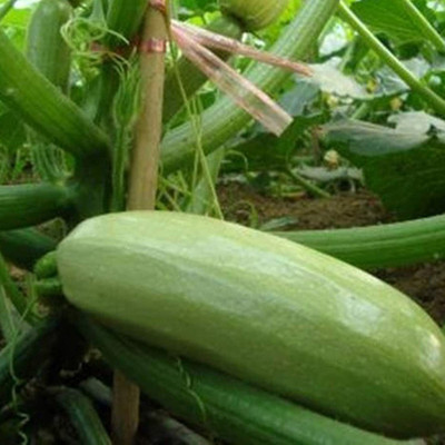 CYBEXIS Summer Squash Zucchini Seeds 400 Seeds Seed(400 per packet)