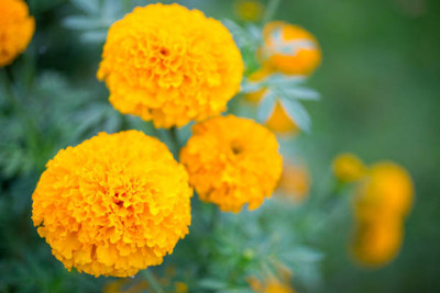 gkseeds marigold/gende ka phool flower seeds Seed(50 per packet)