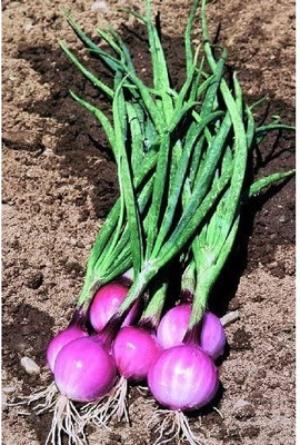 KNESSiN Mini Onion - Purplette[600 Seeds] Seed(600 per packet)