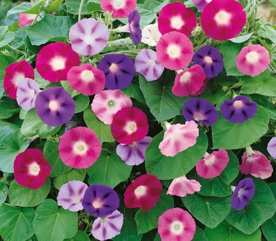 Aywal Morning Glory Tall Mix Seeds | Ipomoea Purpurea Seed(100 per packet)