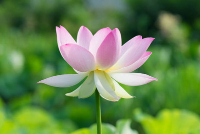 ONUS lotus,kamal gatta Seed(11 per packet)