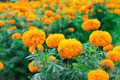 BREMBO marigold/gende ka phool flower seeds Seed(75 per packet)