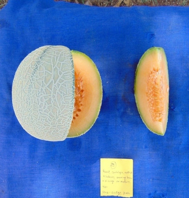 CYBEXIS HUA-82 - Muskmelon high yielding variety Arka Siri - (1350 Seeds) Seed(1350 per packet)