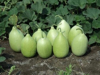 Lorvox Round Bottle Gourd Seeds, Lauki, Doodhi, Surakkai, Pechura, Sorakkaya, Sorekayi Seed(70 per packet)