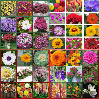 ibains Flower garden bees biij 220 Seed(220 per packet)