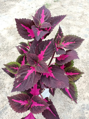 KANAYA Coleus Rainbow Mix Color Flower Seed(20 per packet)