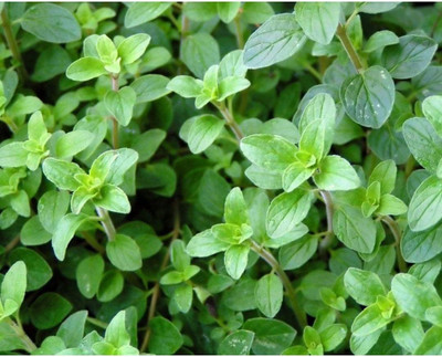 CYBEXIS GBPUT-95 - Greek Oregano - (1350 Seeds) Seed(1350 per packet)