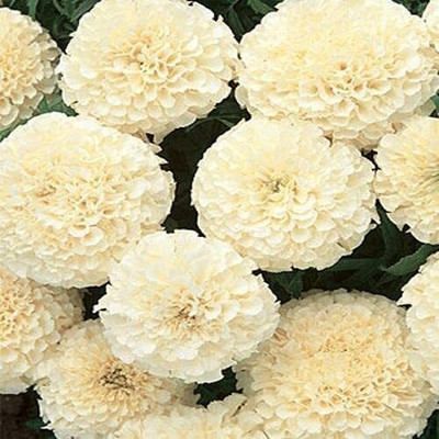 Aywal Marigold F2 Dwarf Double Orange Flower Seed(6 per packet)