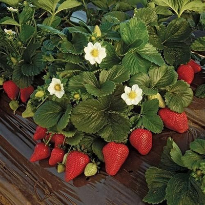 Flipkart SmartBuy Strawberry Fruit Seed(25 per packet)