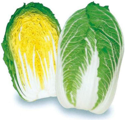 CYBEXIS Organic Chinese Cabbage Seeds2000 Seeds Seed(2000 per packet)