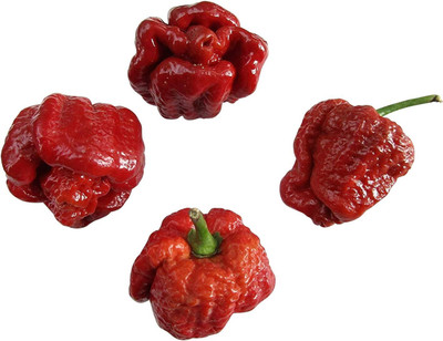 KNESSiN Moruga Scorpion UV Chilli Seed(200 per packet)