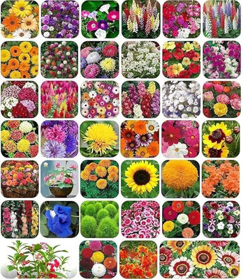 PARA GLAXY Combo of 40 variety 3500+ flower with instruction manual. Seed(40 per packet)