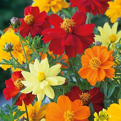 CYBEXIS Cosmos Mixed F1 Hybrid Flower Seeds Seed(25 per packet)