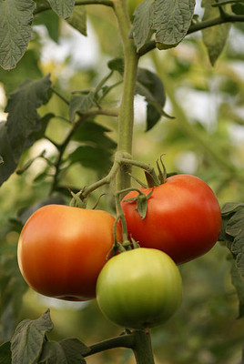 SHYAMKRIPA CREATIONS tomato Seed(110 per packet)