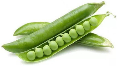 Quentova Green Matar Peas-HQL-6G Seed(300 per packet)