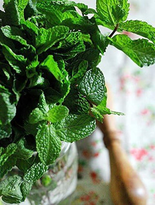 Qualtivate XXX-3A Mint Julep Herb Seeds Seed(200 per packet)