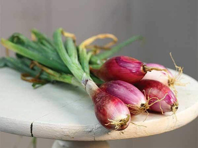 WILLVINE PAU -IX Shallot Onion Bunching Red [10g] Seed(7500 per packet)