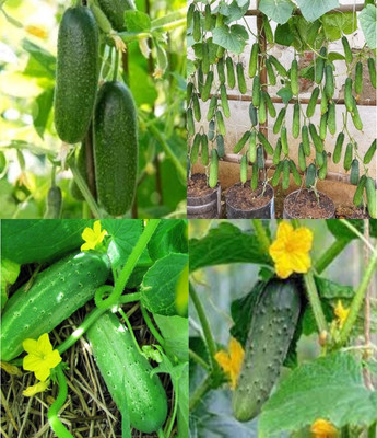 ibains Cucumber seeds plants Kakari sosa seeds beej 48 Seed(48 per packet)